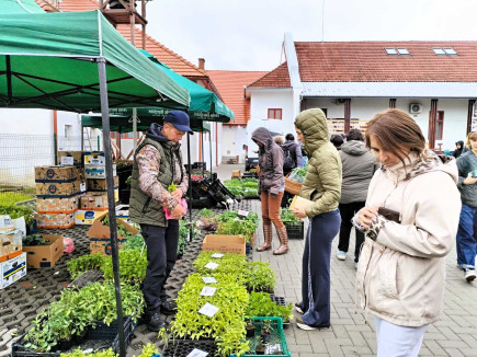 Palántanap Csíkszentmártonban – közös értékek mentén